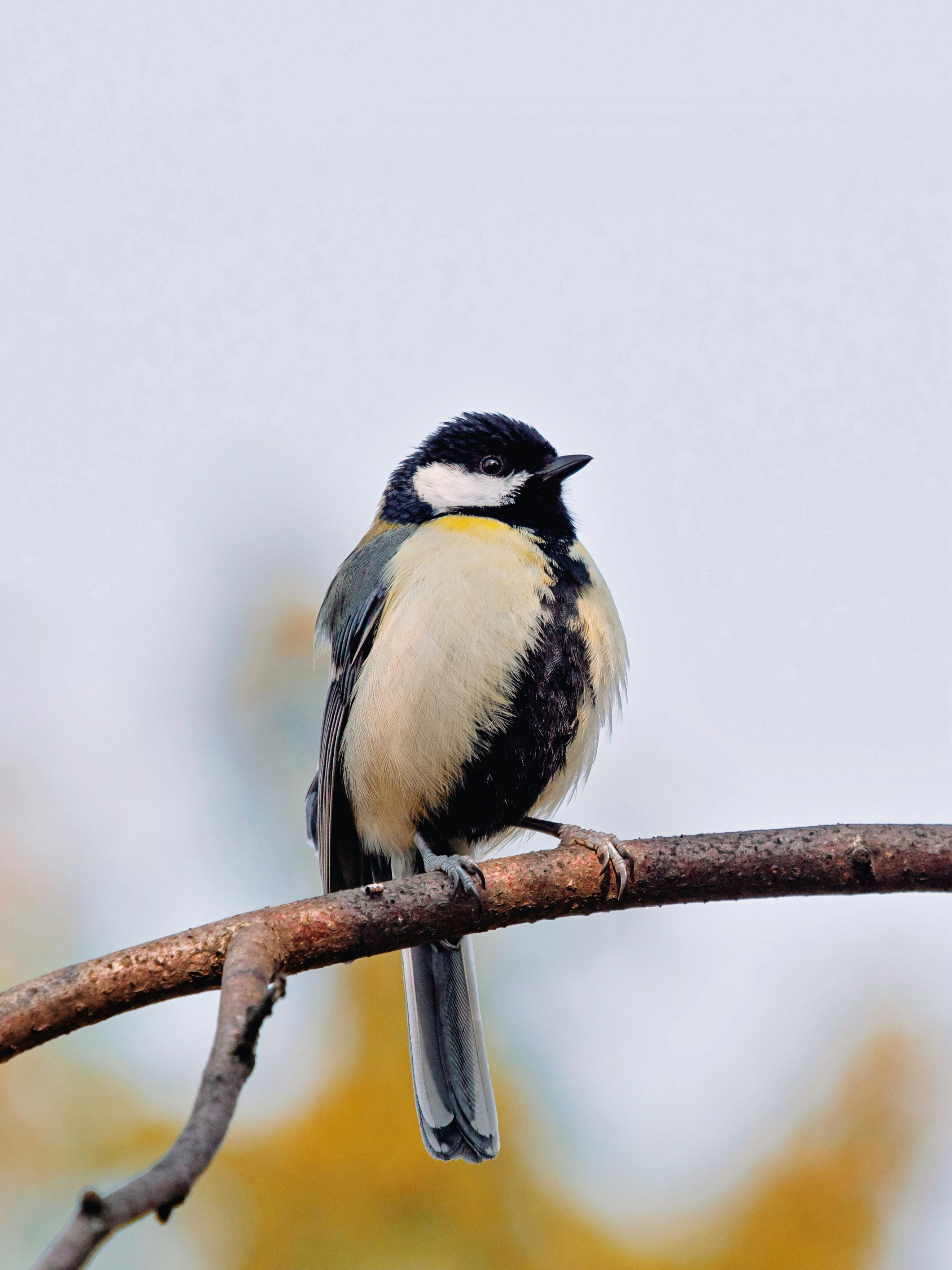 A Great Tit bird perched gracefully on a branch outdoors in Berlin.