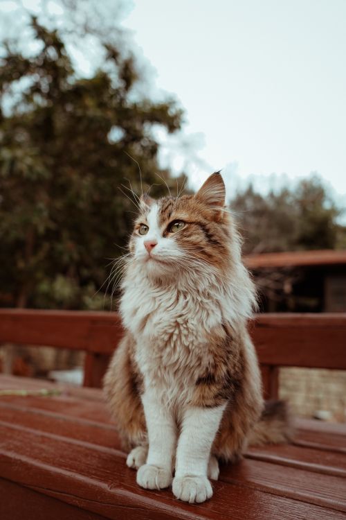 Free A beautiful fluffy cat with striking white and brown fur sits gracefully on a wooden bench outdoors. Stock Photo
