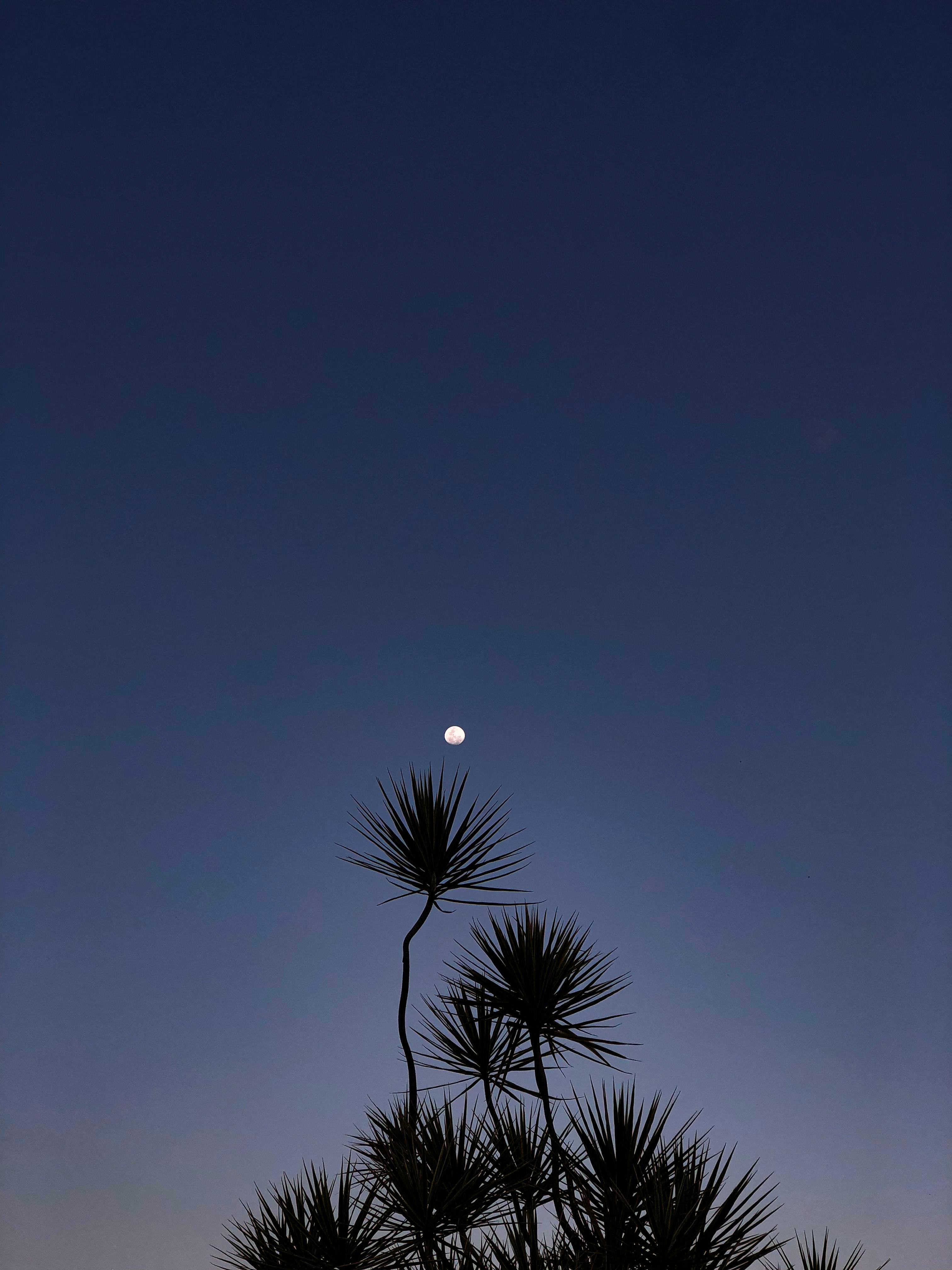 A tranquil nighttime scene featuring a full moon over a spiky palm silhouette against a deep blue sky.