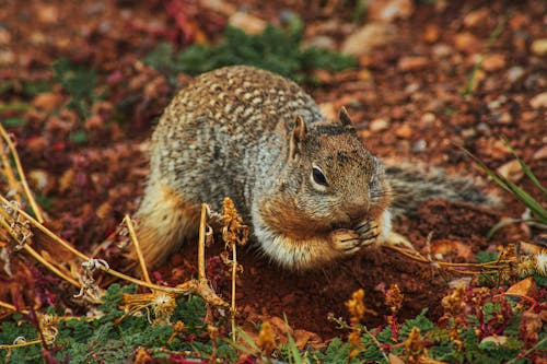 Close Up Van Eekhoorn Op Veld