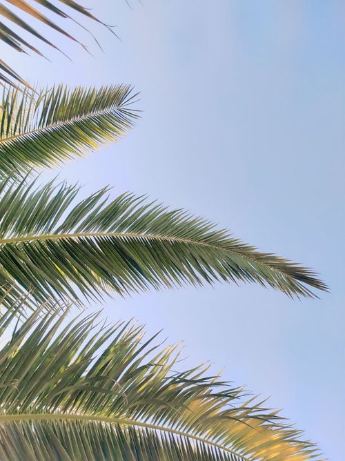 Free Tranquil image of palm leaves with a blue sky in the background, evoking a tropical feel. Stock Photo