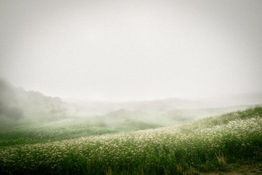Tranquil misty landscape with lush green hills and white wildflowers, evoking calm and peace.