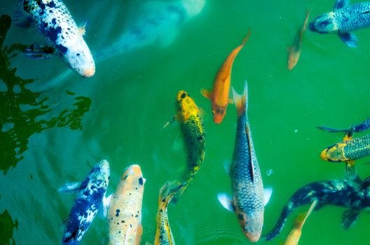 fish photo