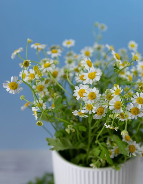 Free Vibrant daisies in a white pot against a blue background, perfect for summer-themed designs. Stock Photo