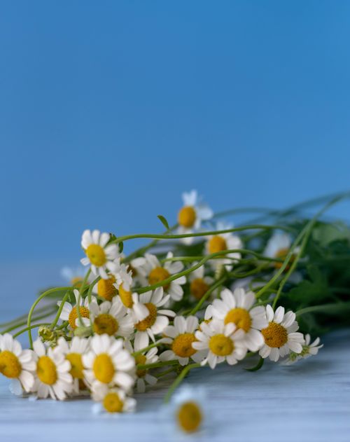 Free Beautiful chamomile flowers with yellow centers set against a soft blue background, capturing a serene natural essence. Stock Photo