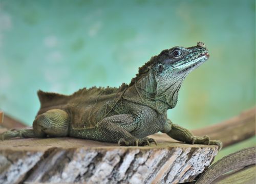 Free Detailed close-up of an iguana basking on a log with green background. Stock Photo