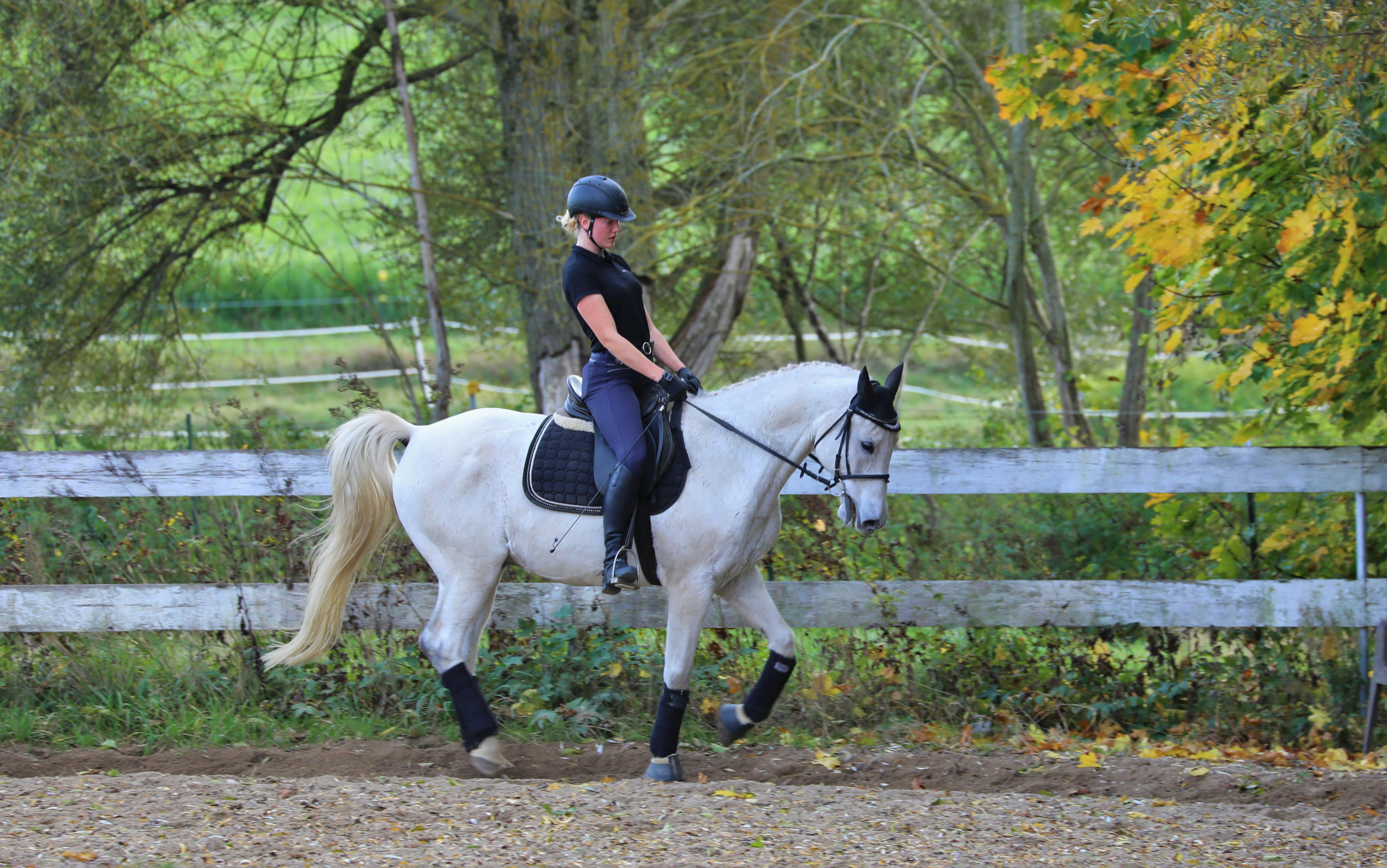 Kostenloses Foto Zum Thema: Natur, Pferd, Reiten