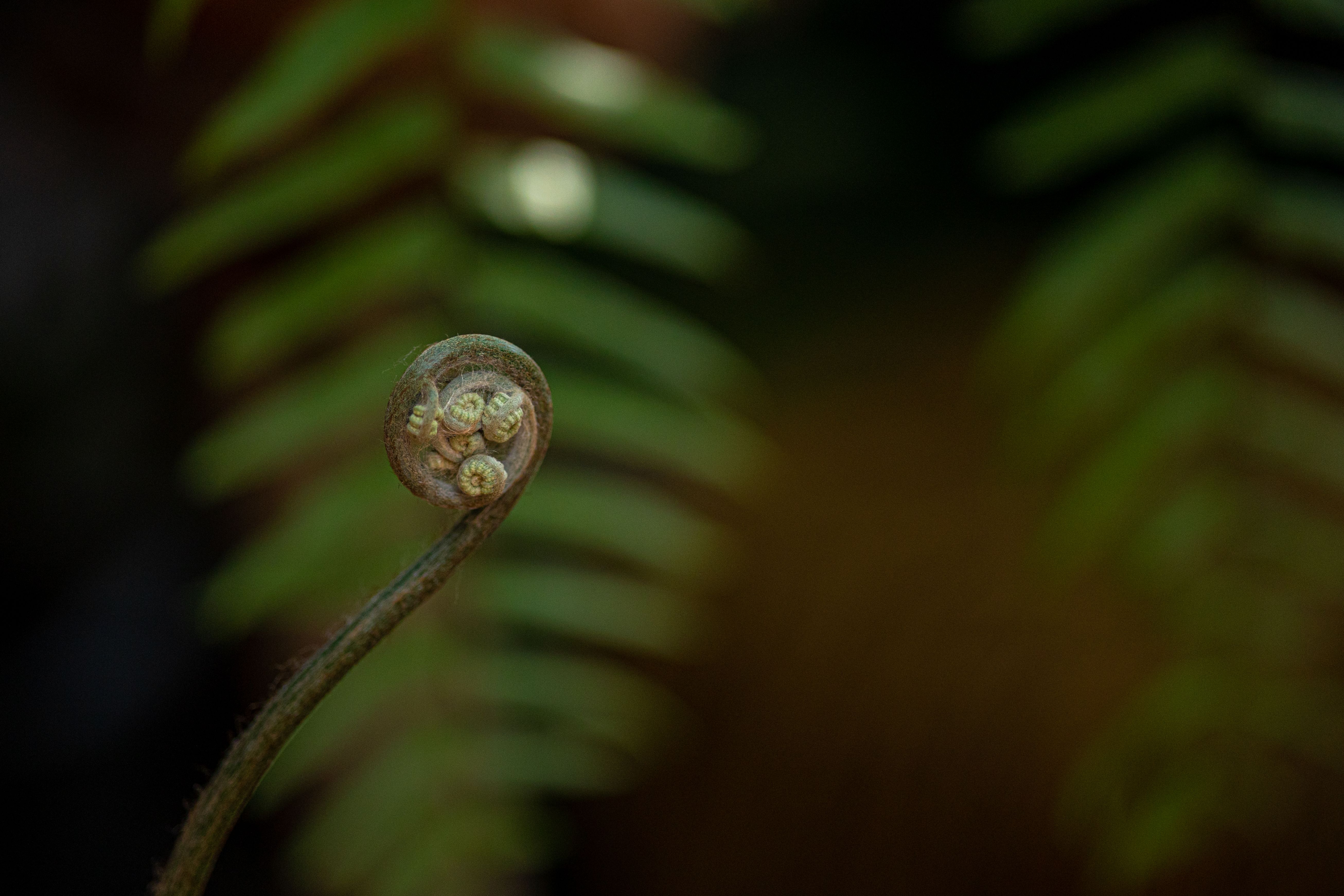 A detailed close-up of a green fern fiddlehead emerging in a natural setting, captured in Vietnam.