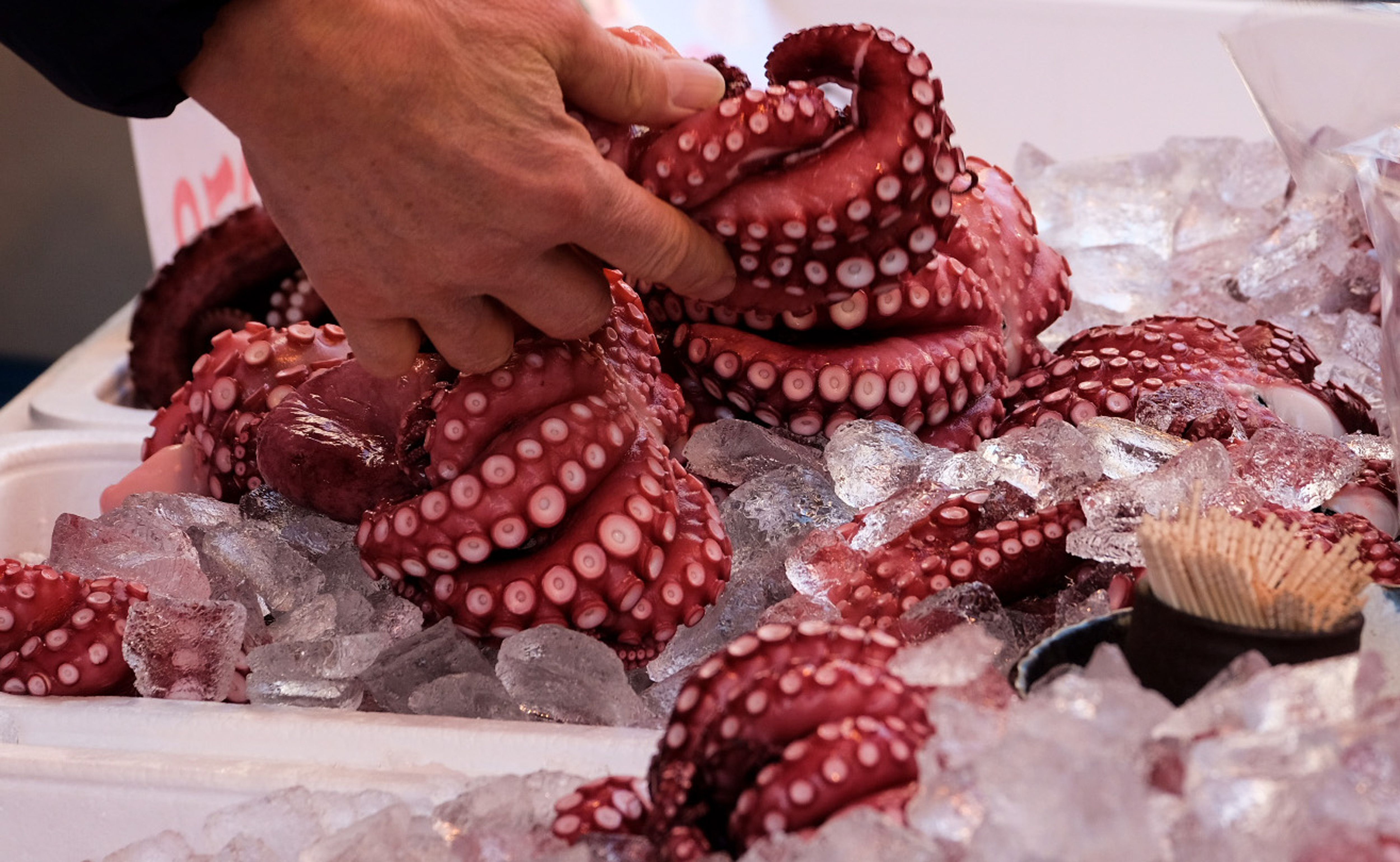 Molluscs; octopus (Octopus spp.), frozen