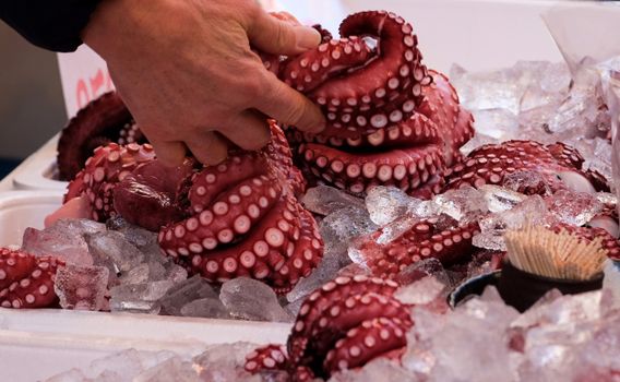 Close-up of fresh octopus tentacles displayed on ice at a market, being selected by a hand.