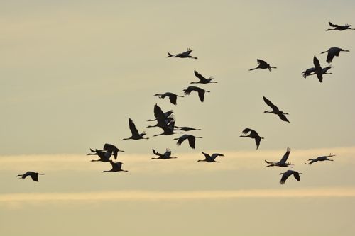 Free A stunning silhouette of cranes flying during a serene sunrise sky, capturing the essence of migration. Stock Photo