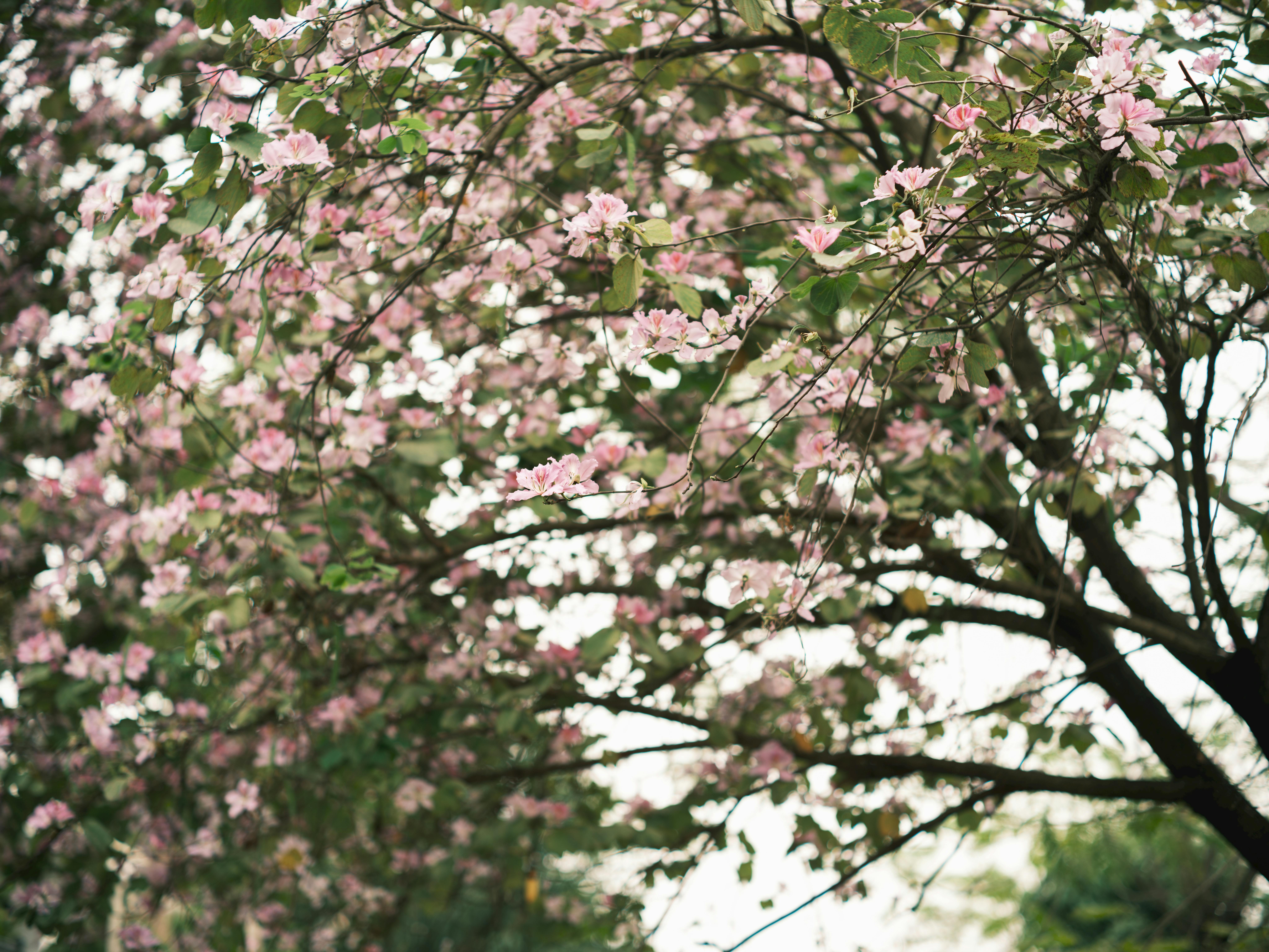 Beautiful cherry blossom tree with pink flowers in a lush outdoor setting during springtime.