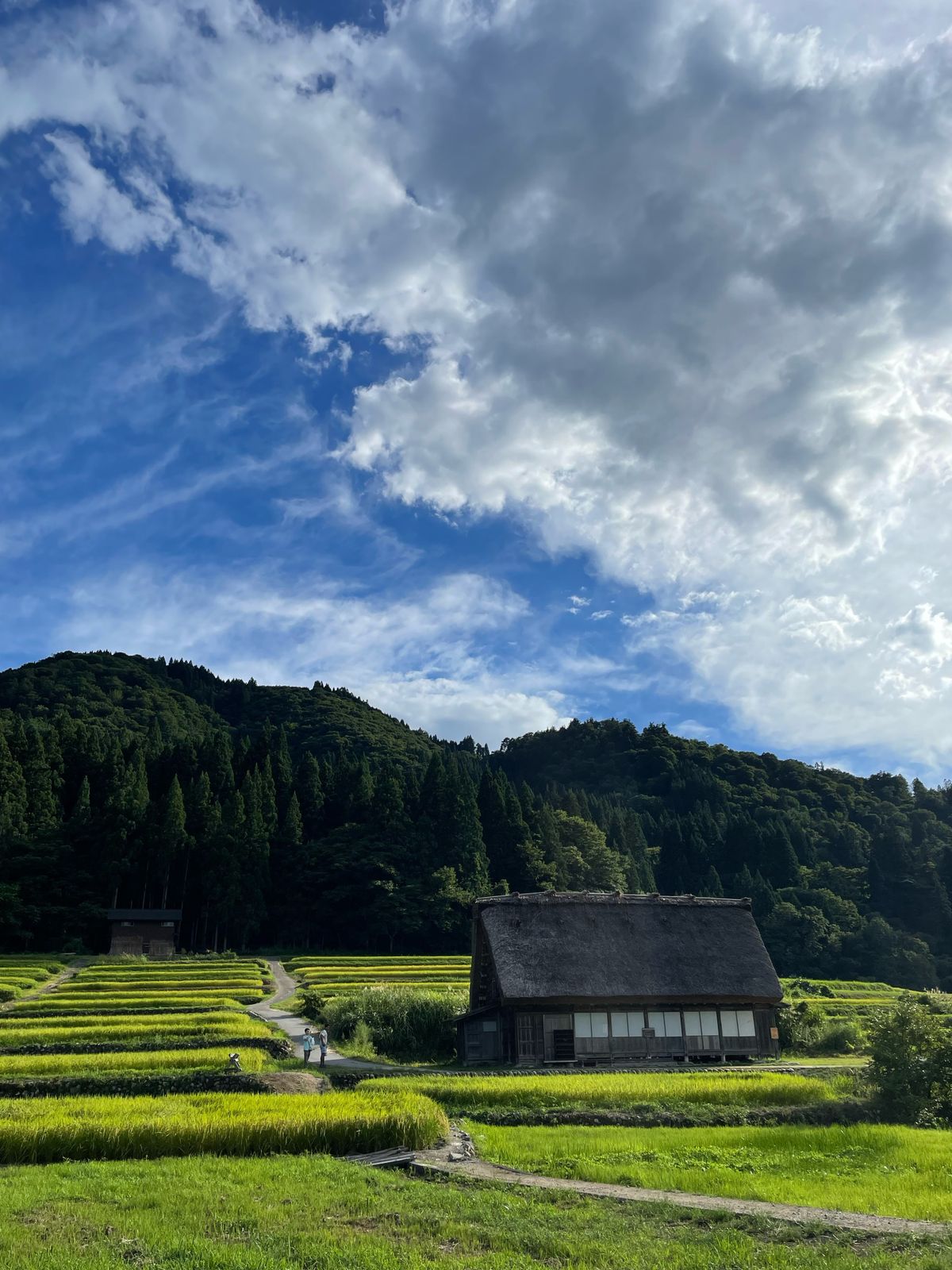 Traditional Japanese farmhouse with thatched roof set in a lush summer countryside landscape