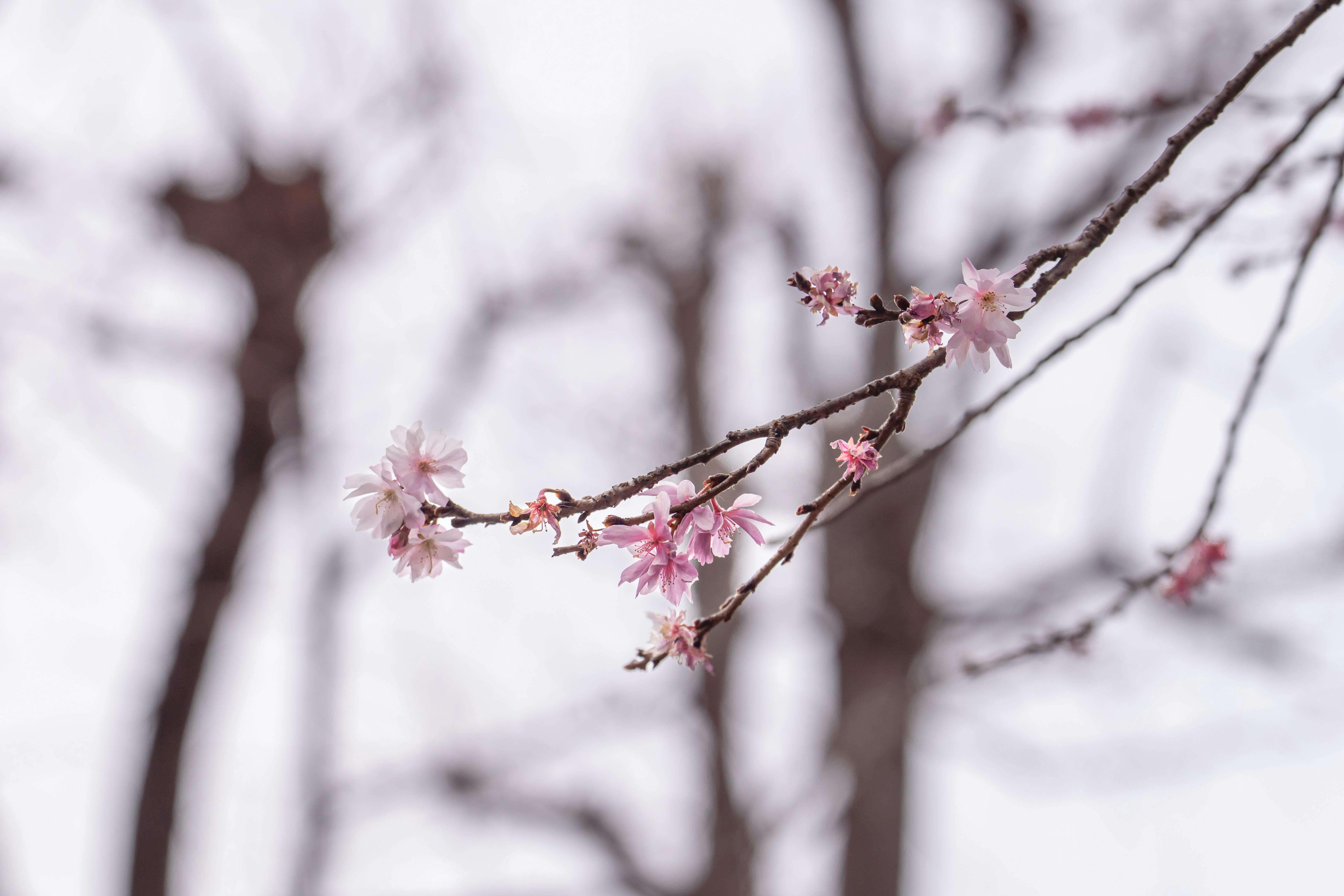 Delicate pink sakura blossoms on bare branches, capturing Tokyo's serene spring essence.