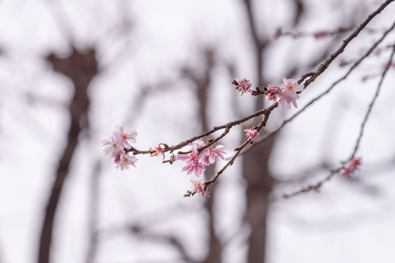 delicate pink sakura blossoms on bare branches capturing tokyo s seren