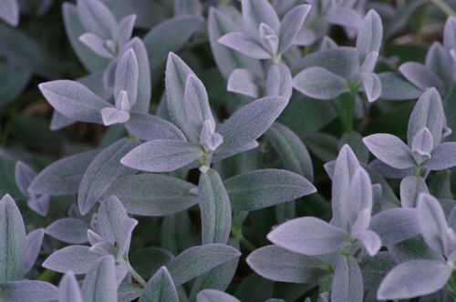 Free Detailed close-up of sage leaves with delicate textures and a natural green hue. Stock Photo
