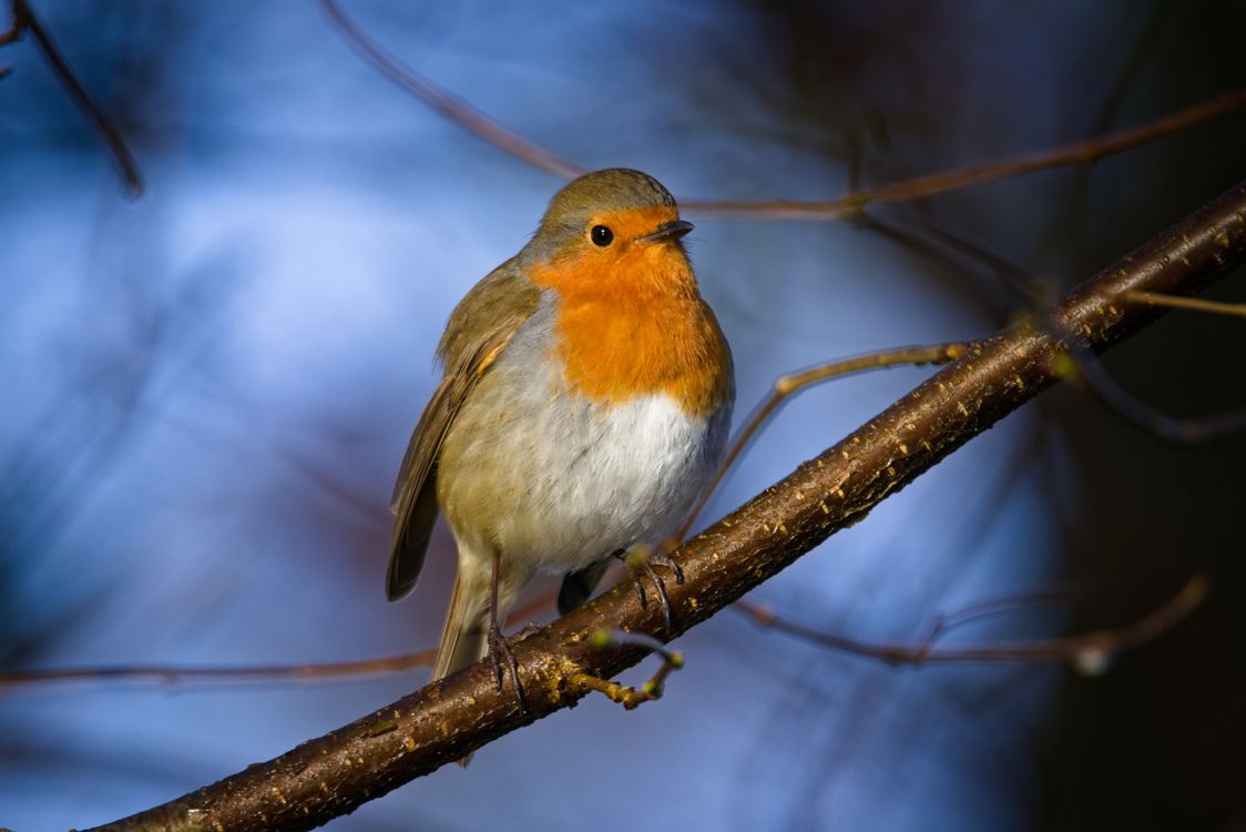 European Robin Perched on a Branch in Nature · Free Stock Photo