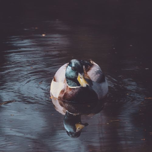 Free Close-up of a mallard duck with reflections in a serene pond setting. Stock Photo