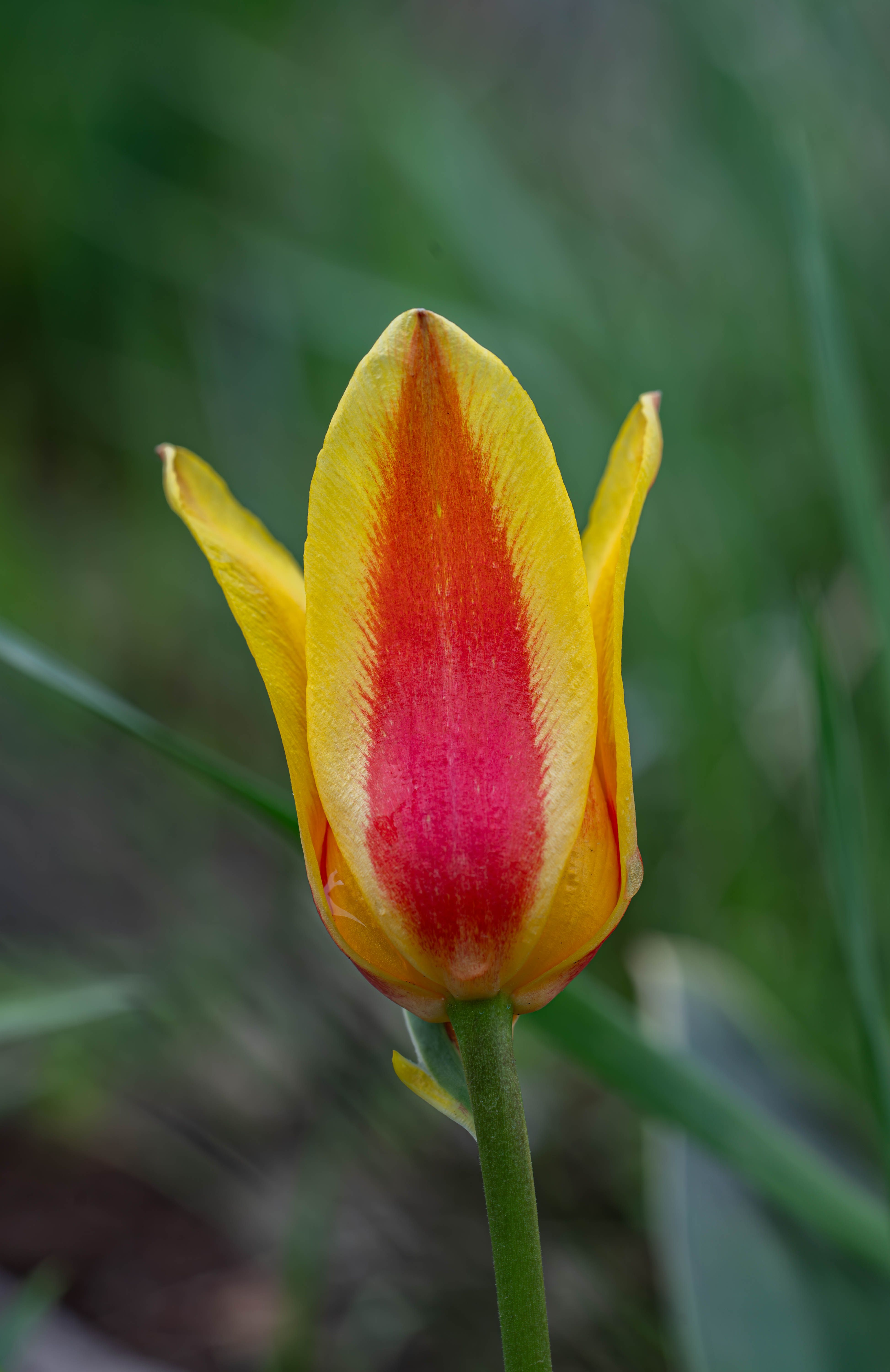 Close-up of a Vibrant Yellow and Red Tulip in Bloom · Free Stock Photo