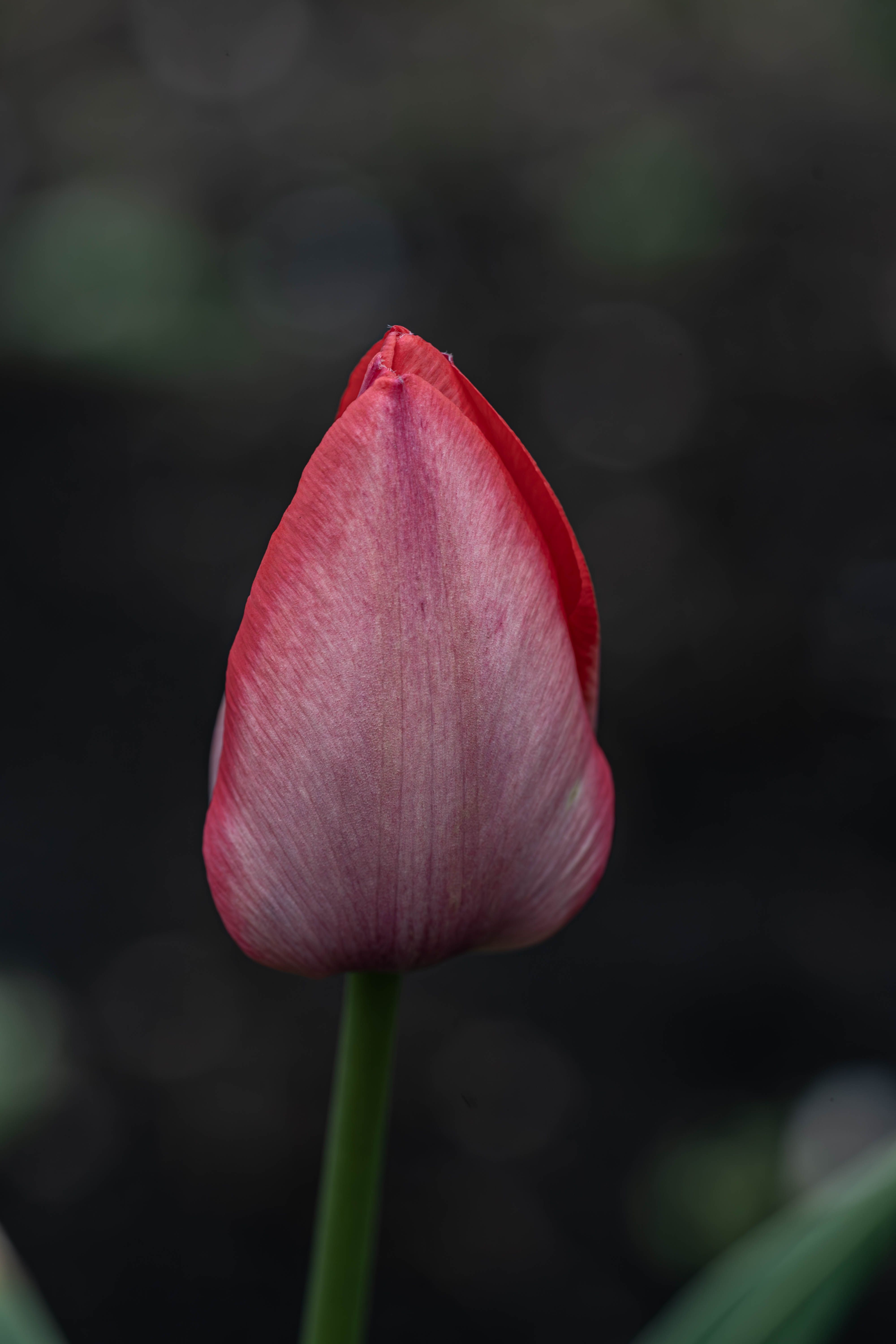 Fotomural Un vibrante capullo de tulipán rojo sobre un fondo de jardín borroso, que simboliza la primavera.