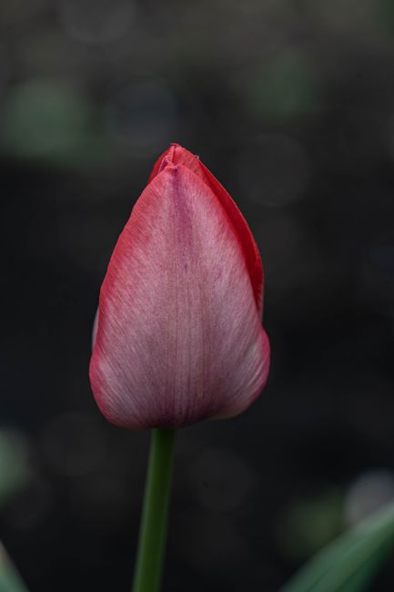 Fotomural Un vibrante capullo de tulipán rojo sobre un fondo de jardín borroso, que simboliza la primavera.