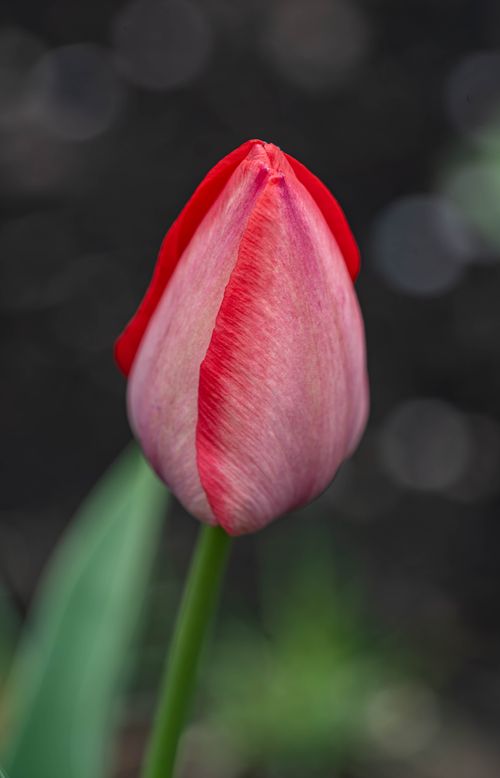 Free Stunning close-up of a red tulip in bloom, showcasing its vivid colors and delicate texture. Stock Photo
