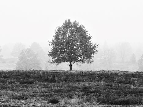 Black and white photo of a lone tree in Berlin's misty landscape, offering a serene and minimalist scene.