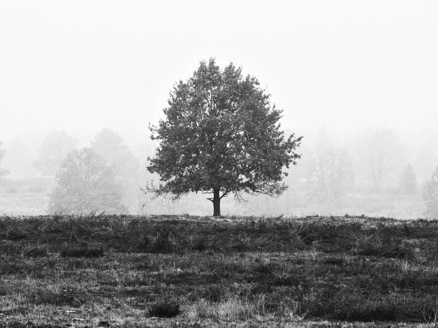 Black and white photo of a lone tree in Berlin's misty landscape, offering a serene and minimalist scene.