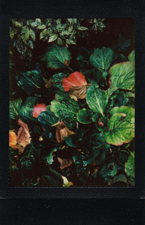 Ilmainen kuvapankkikuva tunnisteilla kasvit, kuva, lehdet
