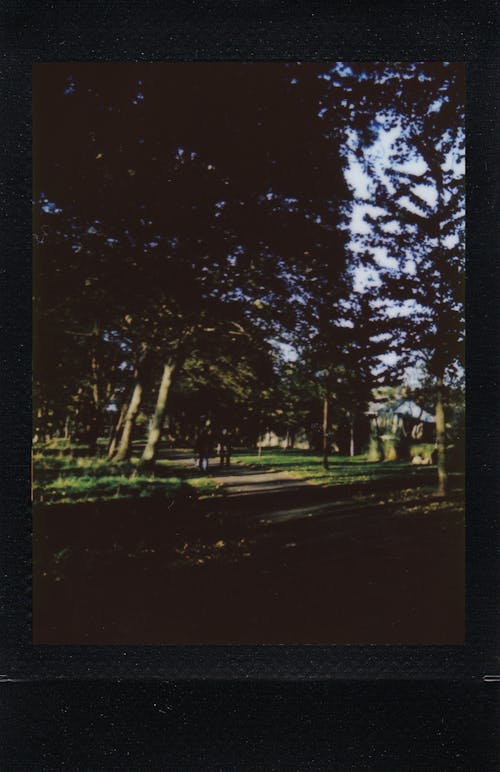 Walkway Between Trees