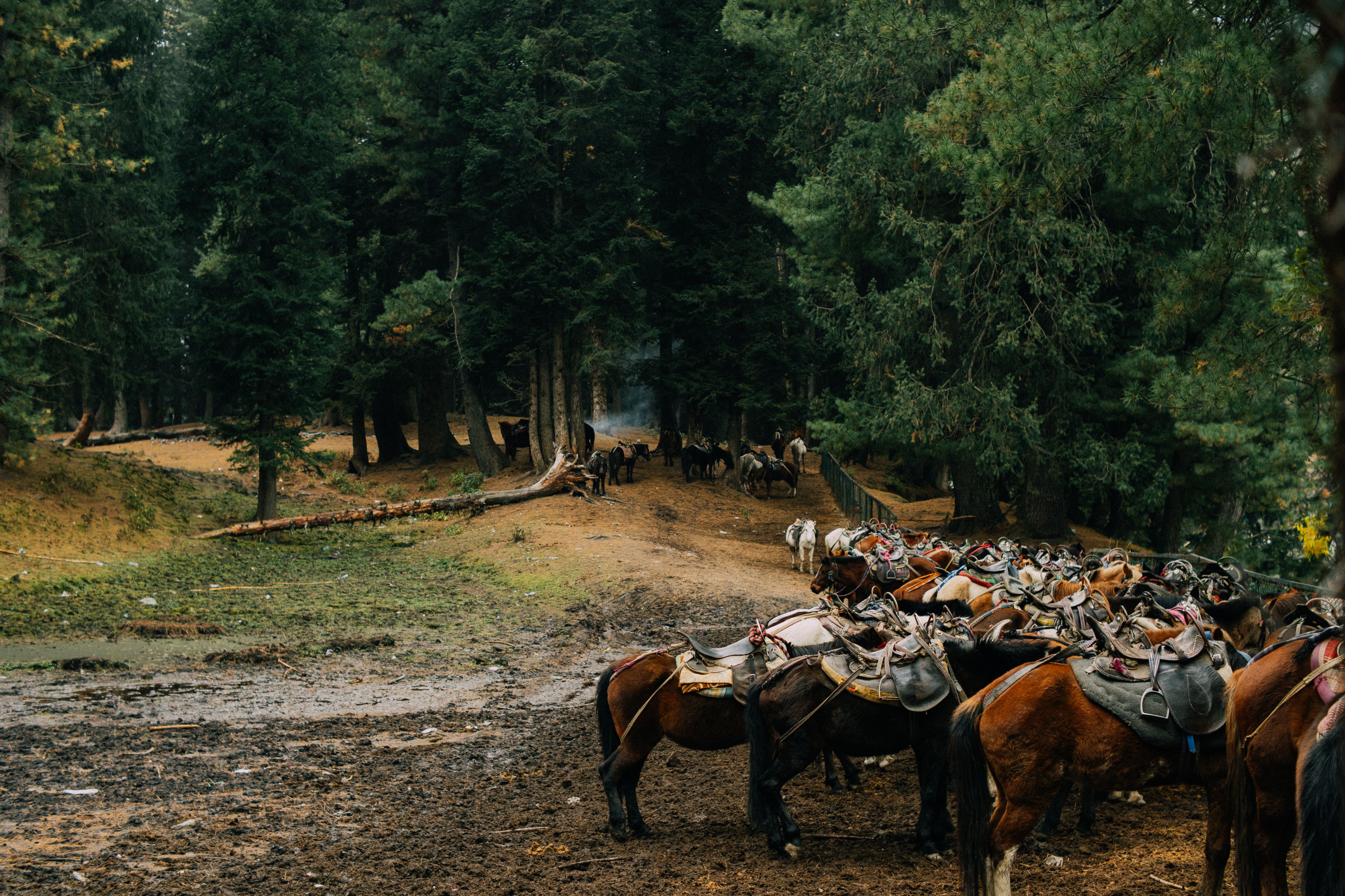 A collection of saddled horses gather at the edge of a dense forest on a muddy ground.