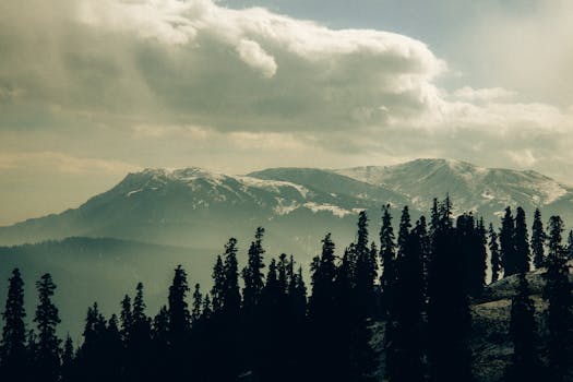 Serene mountain landscape with misty clouds and dense evergreen forest, perfect for nature lovers.