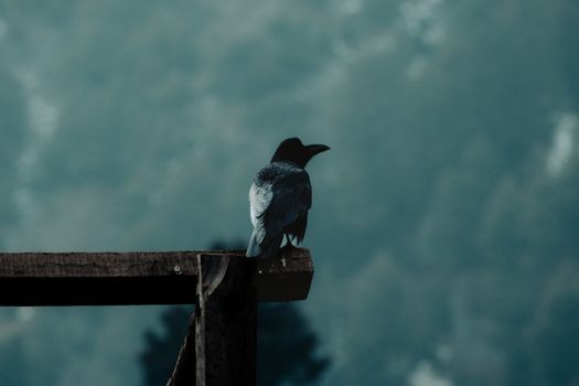 A solitary crow sits on a wooden beam, overlooking a misty forest landscape.