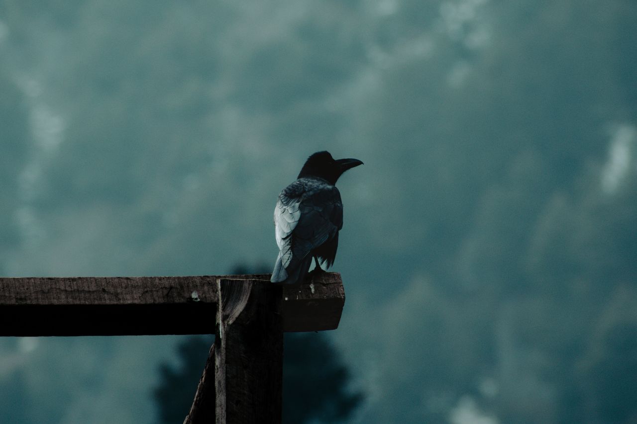 a solitary crow sits on a wooden beam overlooking a misty forest lands