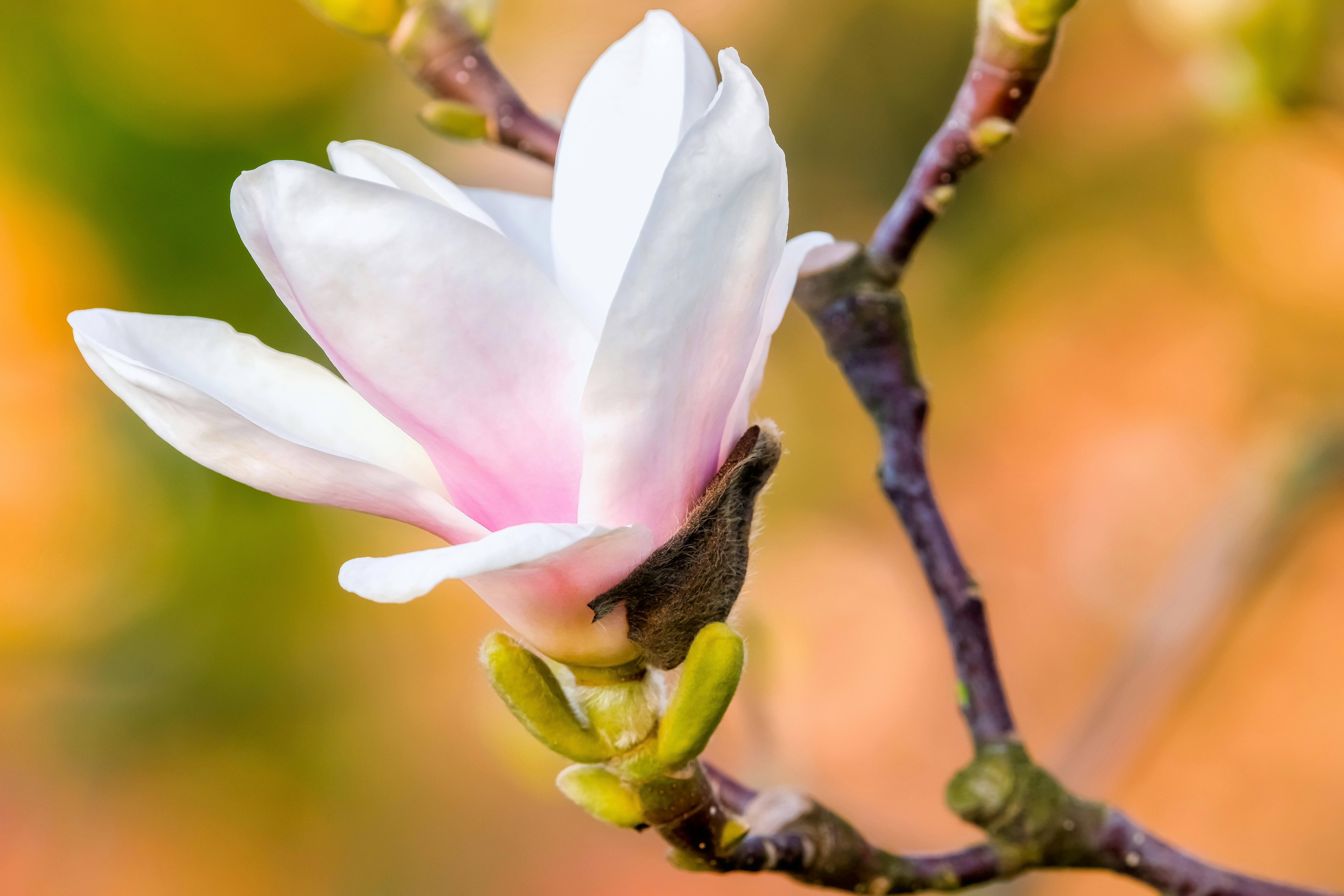 Magnolia’s AAA Hobbies To Close 2026 (Second Half). Iconic Hobby- Craft Emporium — Photo by Holger Schué on Pexels