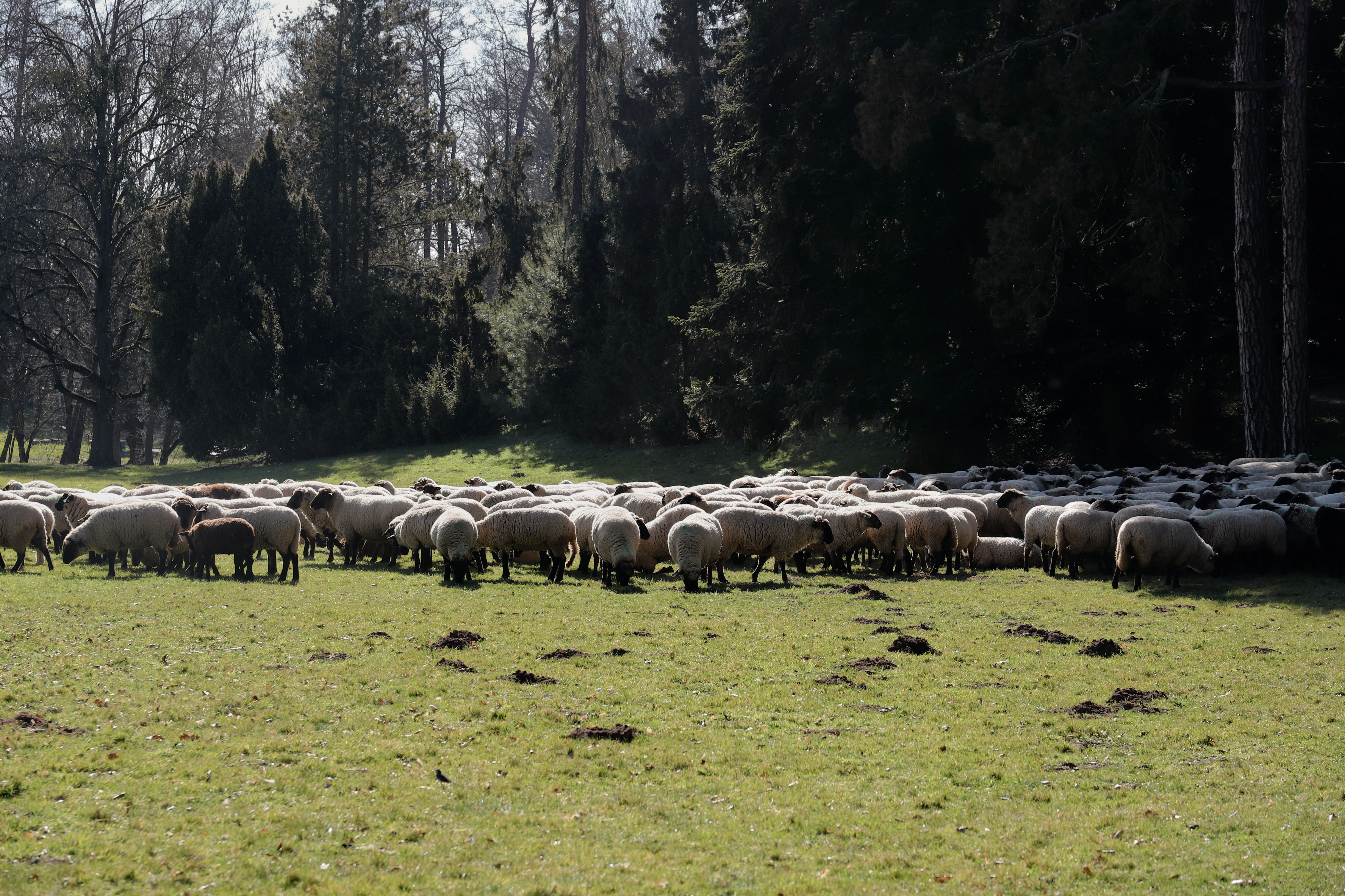 Flock of Sheep Grazing in Sunlit Meadow · Free Stock Photo