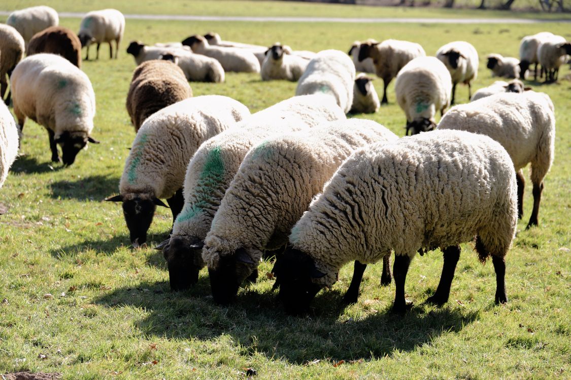 Sheep In Spring Grazing Sheep in a Sunny Spring Meadow · Free Stock Photo