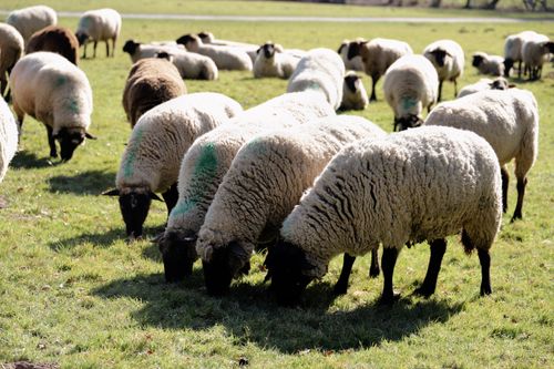 Free A flock of sheep grazing on a sunny day in a vibrant green meadow during spring. Stock Photo