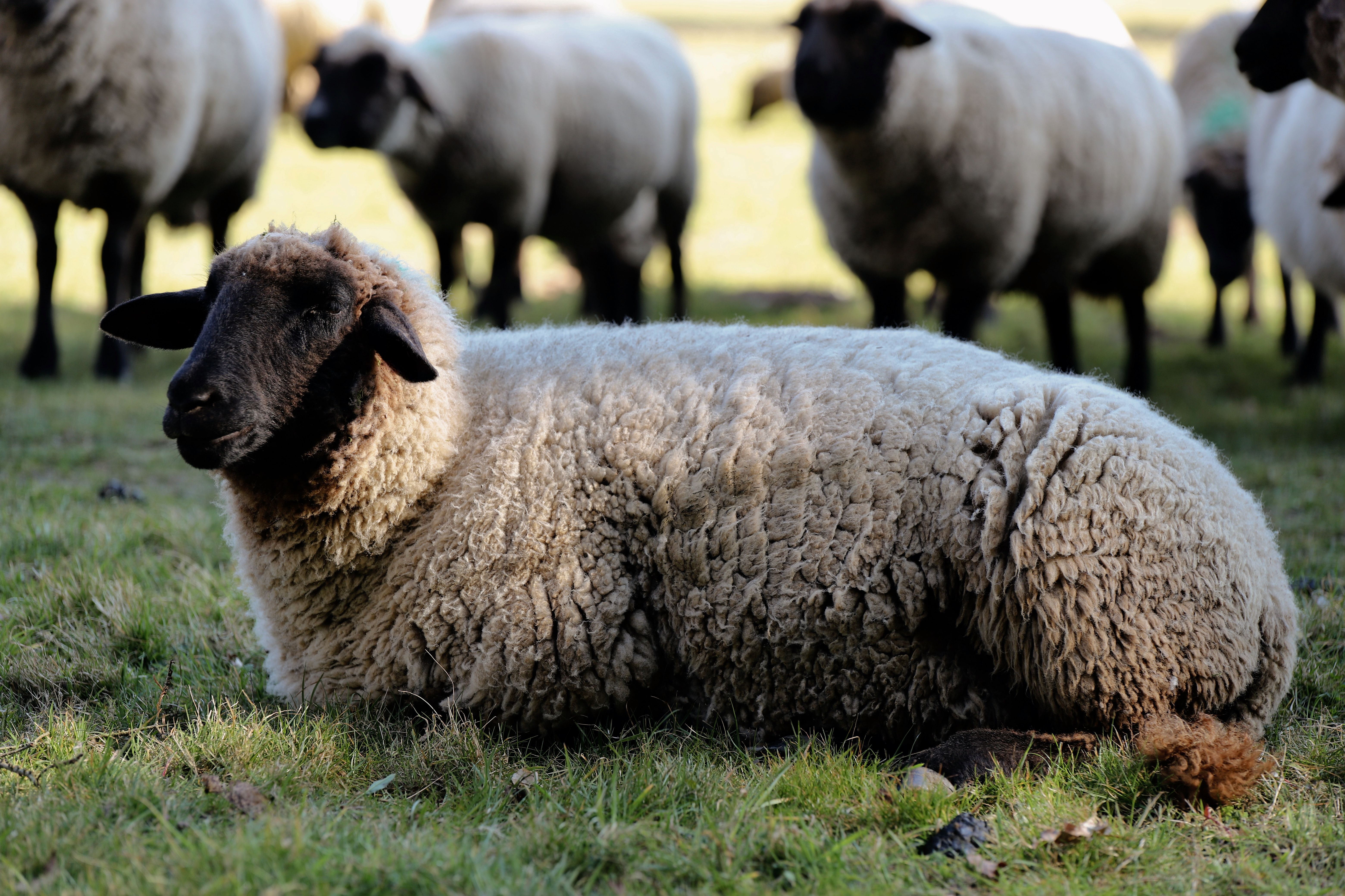 Flock of Sheep Grazing in a Spring Meadow · Free Stock Photo
