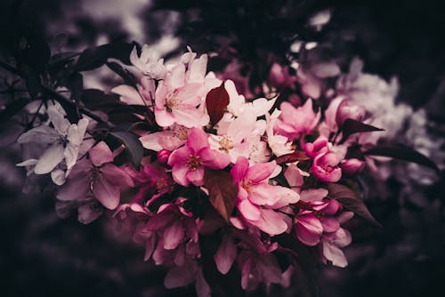Free stock photo of beautiful flowers, pink flowers, tree Stock Photo