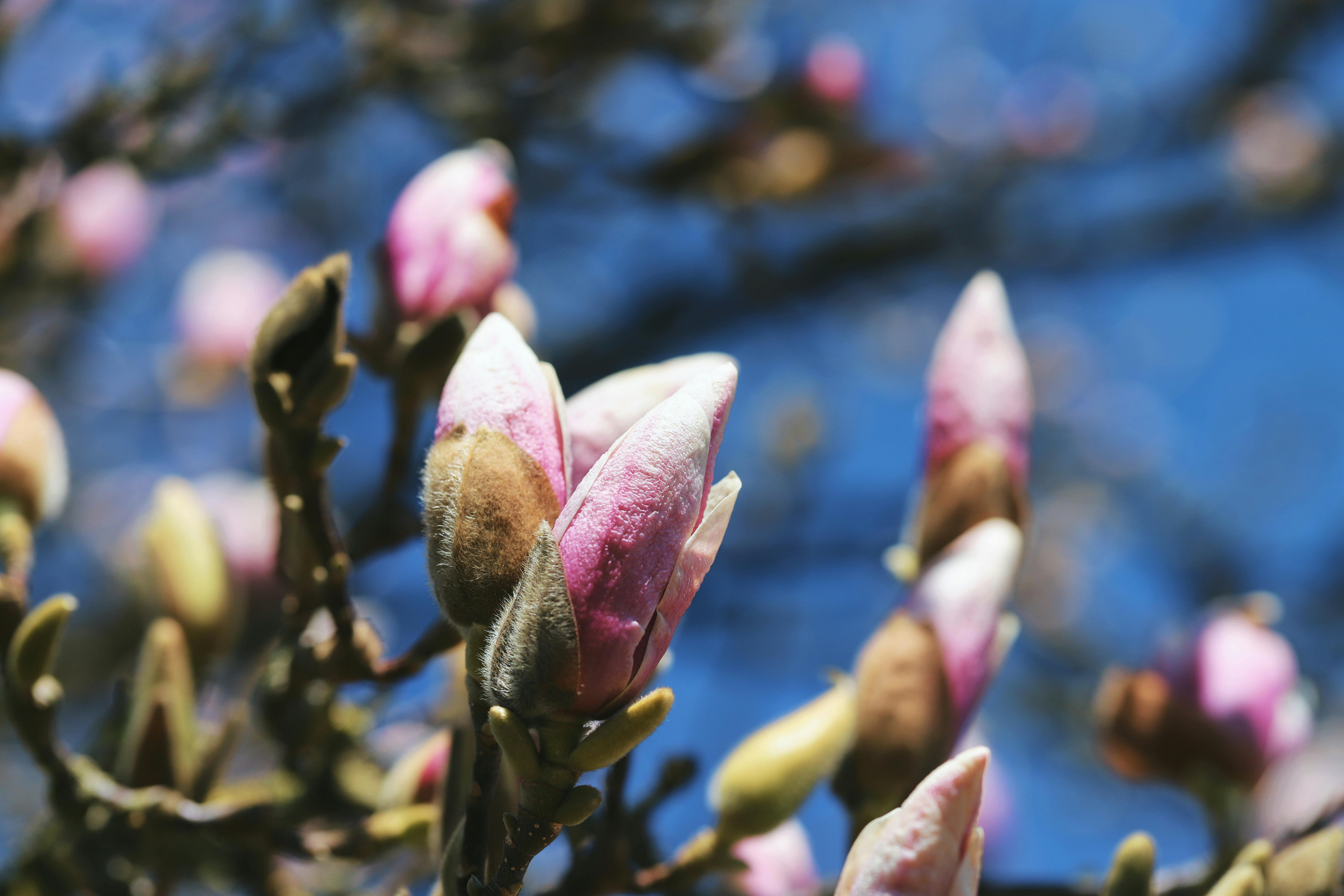 Magnolia’s AAA Hobbies To Close 2026 (Second Half). Iconic Hobby- Craft Emporium — Photo by Christina & Peter on Pexels