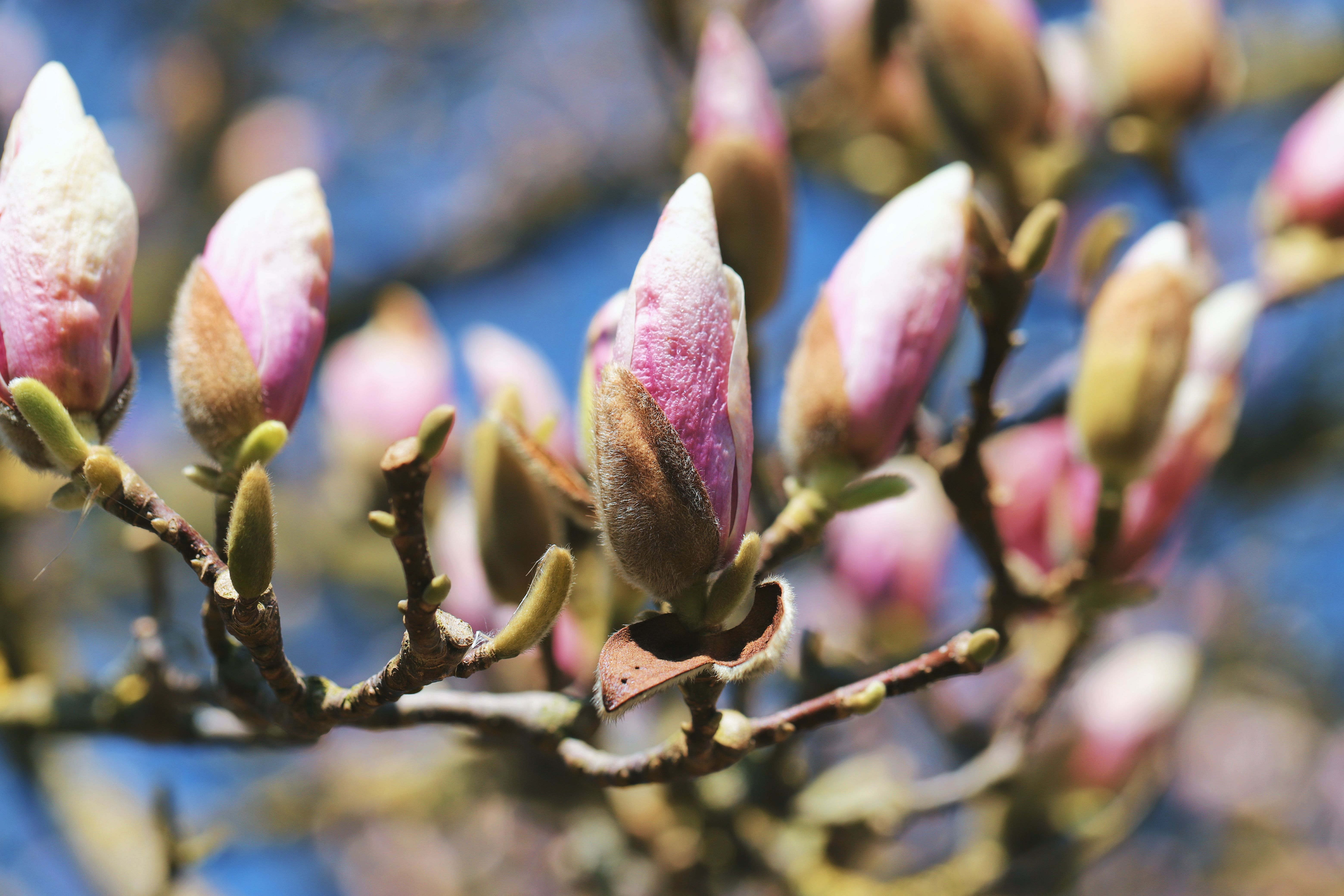Beautiful magnolia buds in full bloom against a clear blue sky, showcasing the essence of spring.