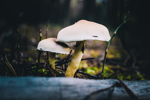 Free stock photo of forest, forest mushroom Stock Photo