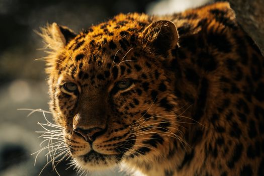A detailed and striking portrait of a leopard showcasing its stunning fur pattern in a natural setting.