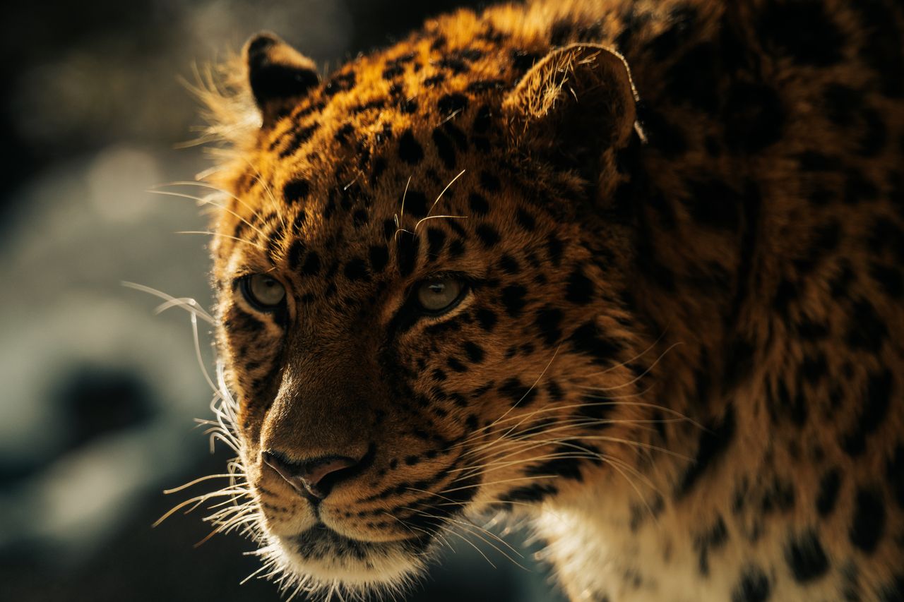 striking close up of a leopard showcasing its intense gaze and detaile