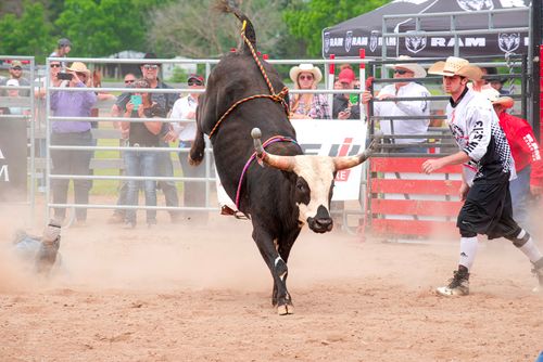 Free Thrilling moment of a bull rider falling off during a rodeo event with spectators in the background. Stock Photo
