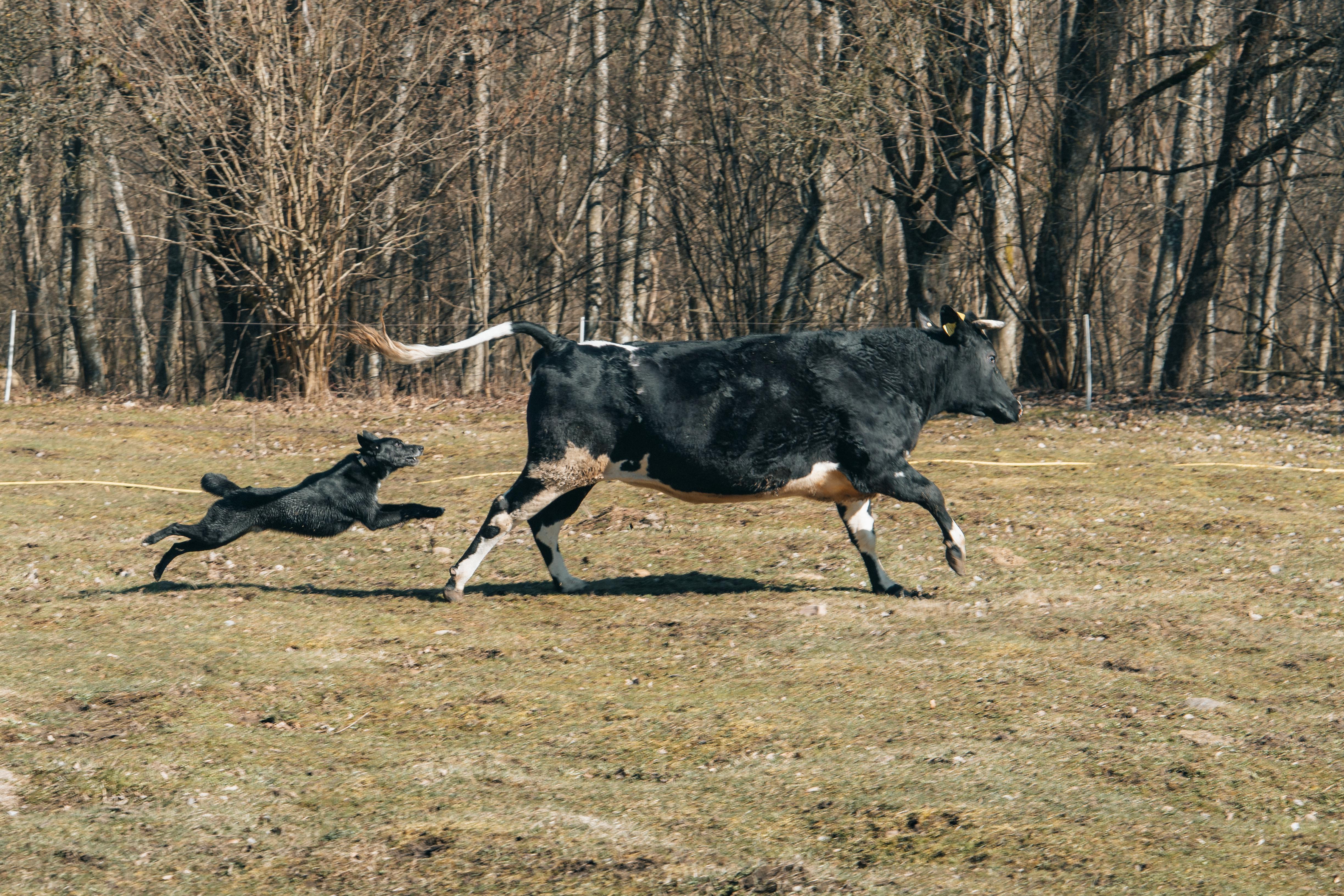 grátis Uma perseguição rápida entre um cachorro e uma vaca em um campo de floresta rural. Foto profissional