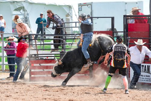 Free Thrilling scene of a cowboy riding a bucking bull at an outdoor rodeo event. Stock Photo