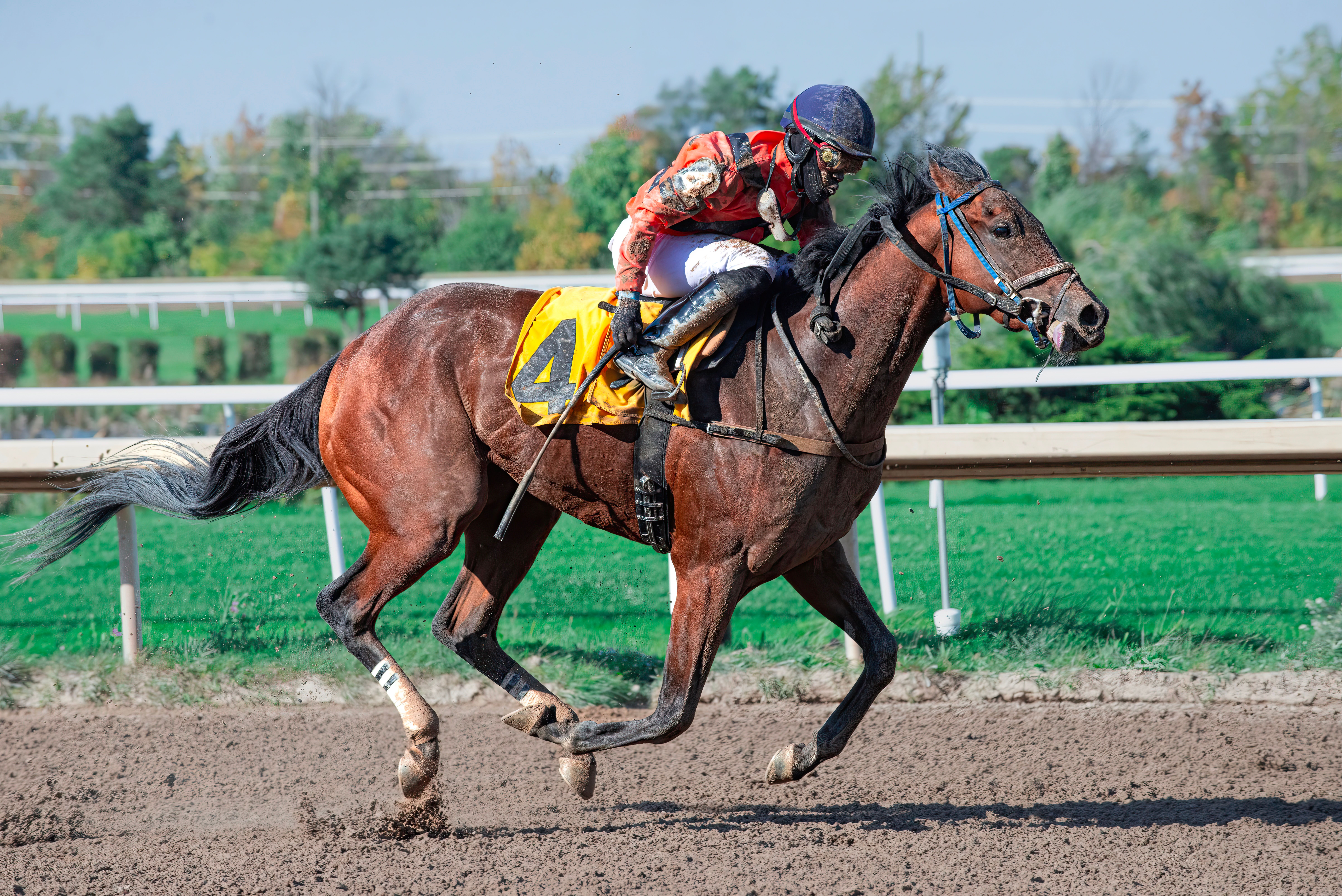 Dynamic Horse Racing Action on Sunny Day · Free Stock Photo