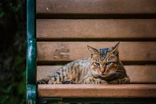 Cat on Bench